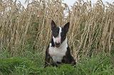 BULL TERRIER MINIATURE 023